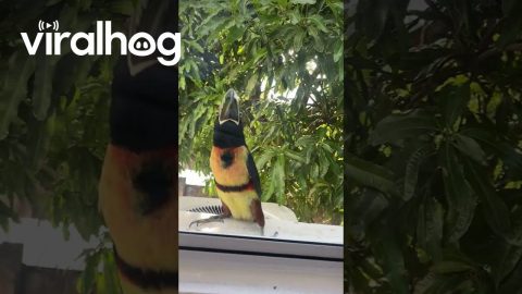 Collared Aracari Toucan Rams Window || ViralHog