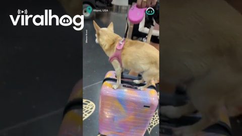 First Class Chihuahua Treatment || ViralHog