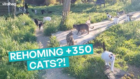 Romanian Cat Rescue Shelter || ViralHog