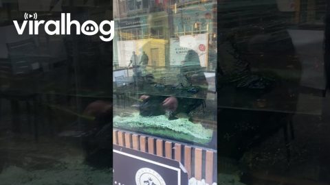 Aquarium In Liverpool Restaurant Suddenly Shatters || ViralHog