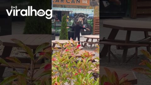 Bear Visits Aptly-Named Concession Stand at Anakeesta || ViralHog