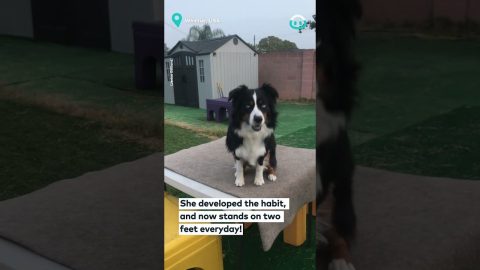Nosey Neighbour In Dog Form || ViralHog