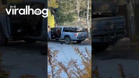 Large Bear Locked Itself In Tacoma || ViralHog