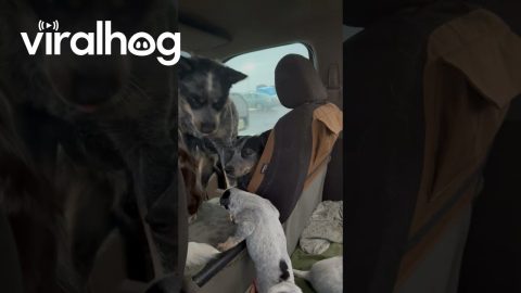 Puppy Headcount On Road Trip || ViralHog