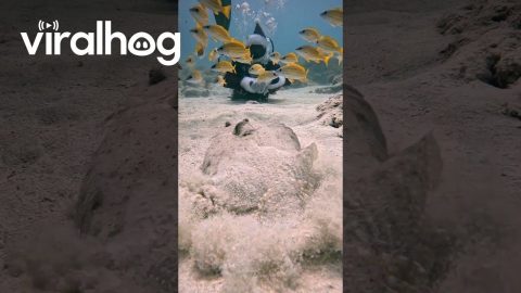 Santa And The Flounder || ViralHog