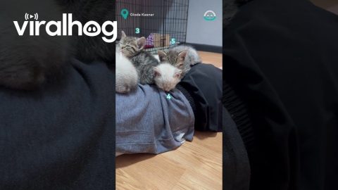Kittens Find Perfect Nap Spot || ViralHog