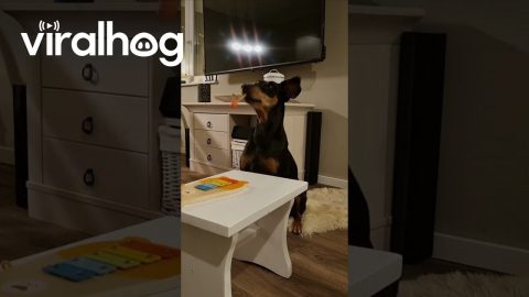 Talented Doggo Plays the Xylophone || ViralHog