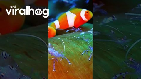 Clownfish and Shrimp Hang Out || ViralHog