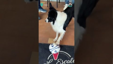 Dog Has Impressive Soccer Skills || ViralHog