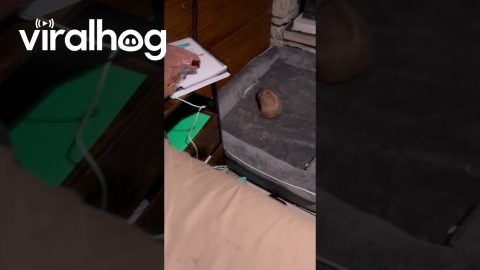 Sassy Bean Destroys Brother's Dog Bed || ViralHog