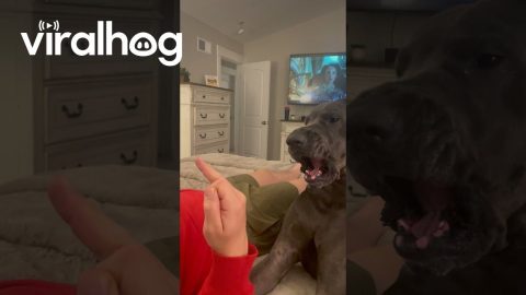 Dog Demands Respect! || ViralHog