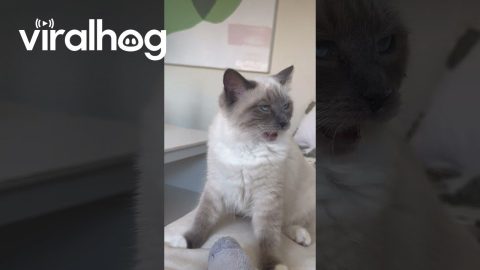 Kitten Reacts to Smelly Socks || ViralHog