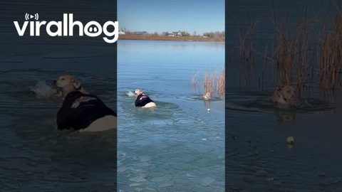 Owner Rescues Dogs That Fell Through Lake Ice || ViralHog