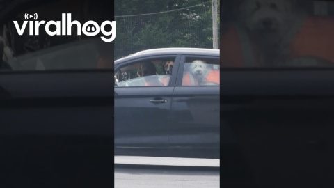 Waiting Dogs Look Like Window Stickers || ViralHog