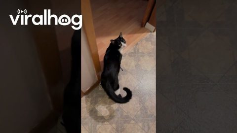 Cat vs. Snow Boots || ViralHog