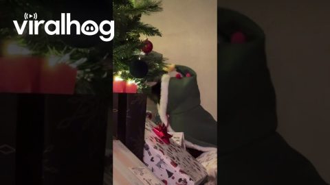 Cat In Christmas Tree Costume || ViralHog