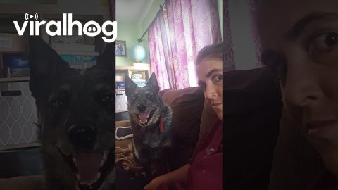 Blue Heeler Snaps At Air || ViralHog