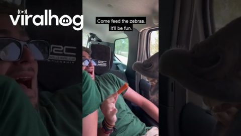 Man Screams As Zebra Reaches For Food || ViralHog