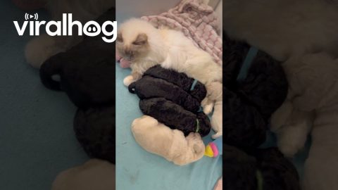 Cat Acts As Puppy Stepfather || ViralHog