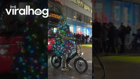 Christmas Tree Rides Bicycle In Manhattan || ViralHog