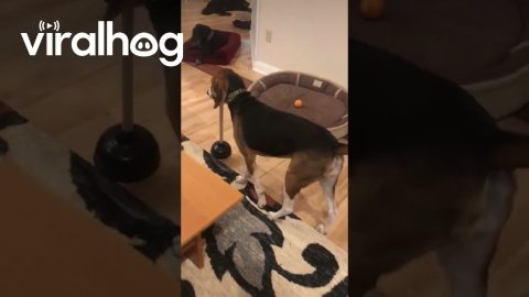 Blind Dog Uses Plunger As Walking Stick || ViralHog