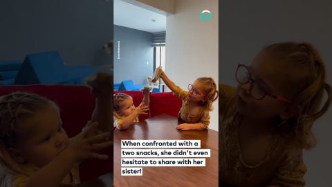 Toddler Sharing with Twin Test || ViralHog