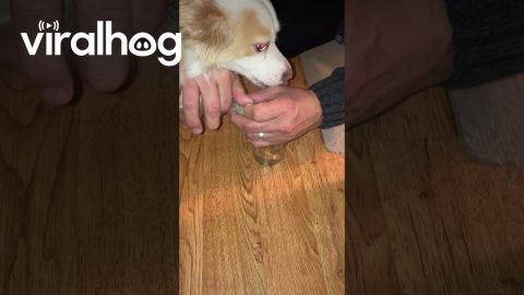 Lifehack For Puppy Boots || ViralHog