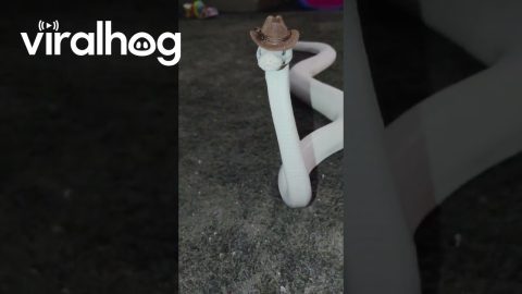 Silly Snake In A Tiny Cowboy Hat || ViralHog