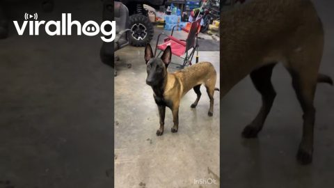 Belgian Malinois Havoc Wants to Go to the Store || ViralHog