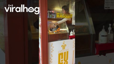 Pigeon Escapes Bakery || ViralHog