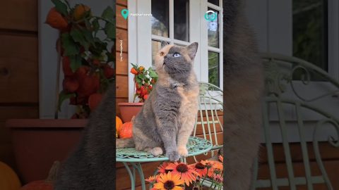 Cat Just Watching Birds || ViralHog