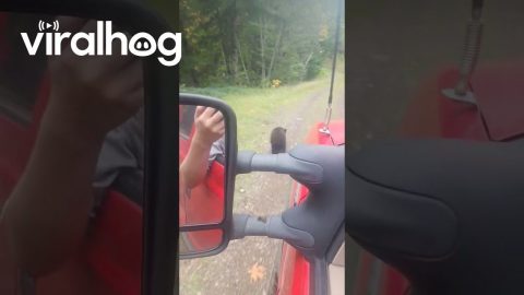 Traffic in the Woods || ViralHog