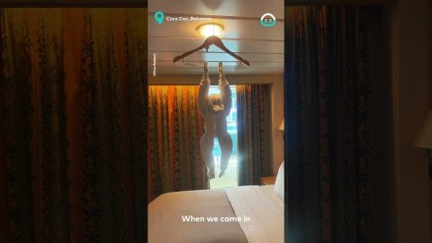 Amazing Towel Monkey || ViralHog