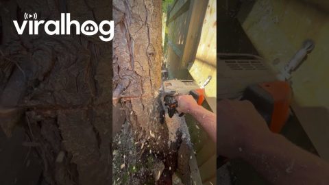 Precise Tree Cutting || ViralHog