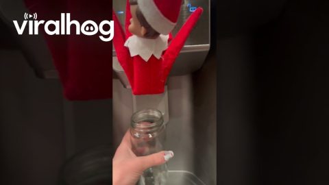 Elf on the Shelf's Icemaker Surprise || ViralHog