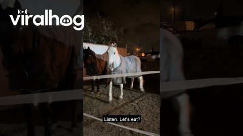 Horse Answers Girl's Question || ViralHog