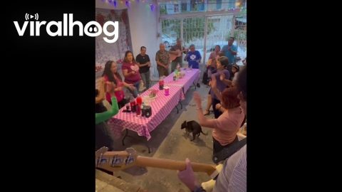 Christmas Party Interrupted by Frisky Dogs || ViralHog