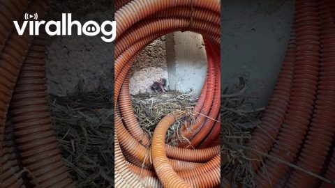 Baby Birds Nestle In Old Hose || ViralHog