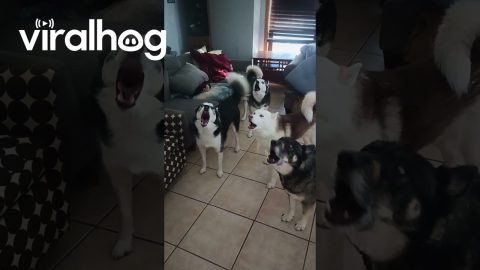 Thirteen Huskies Howl Together || ViralHog