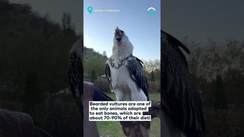 Bearded Vulture Swallows a Bone! || ViralHog