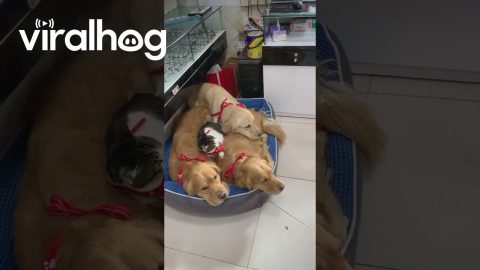 Cat Cuddles With Three Golden Retrievers || ViralHog