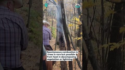Tree Smoking In Middle Of Woods || ViralHog