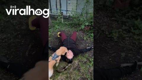 Rope Swing Snaps During Spin Attempt || ViralHog