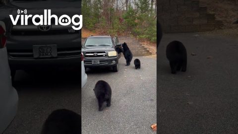 Three Bears Search Car For Thanksgiving Treats || ViralHog