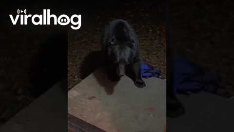 Bear Steals Jacket and Closes Door || ViralHog