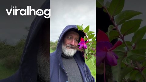 Hummingbird Dances From Man's Cap To Bloom || ViralHog
