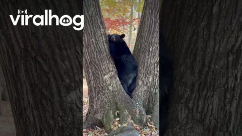 Sleepy Bear Rests in Tree || ViralHog