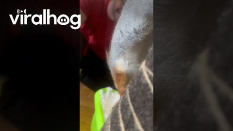 Red Squirrel Takes Snow Bath || ViralHog