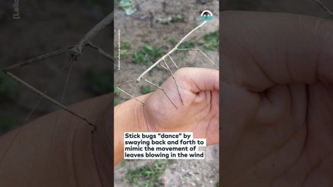 Dancing Stick Insect || ViralHog