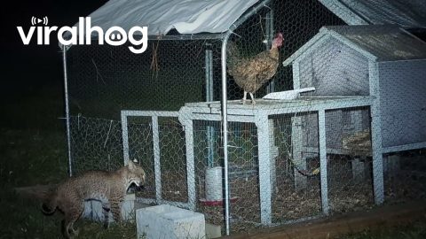 Bobcat Frustrated by Protected Chicken || ViralHog